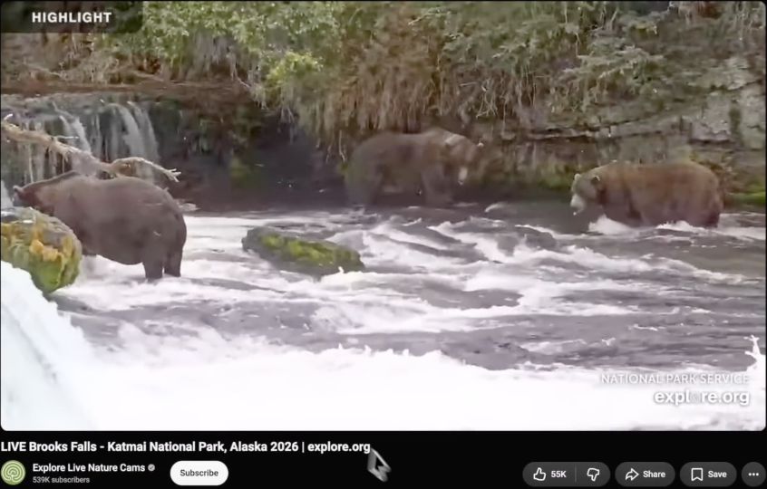 Bears at Brooks Falls in the Explore nature-camera example shown in the video.